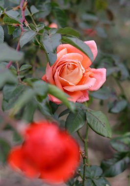 Sonbahar çiçekleri ve yağmur damlaları