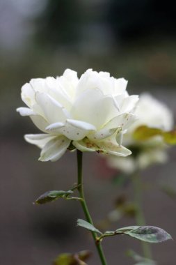 Sonbahar çiçekleri ve yağmur damlaları