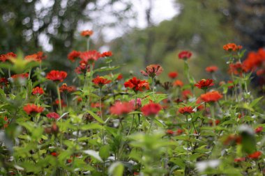 Sonbahar çiçekleri ve yağmur damlaları