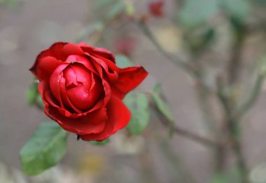 Sonbahar çiçekleri ve yağmur damlaları