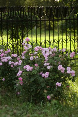 Bahçedeki pembe gül