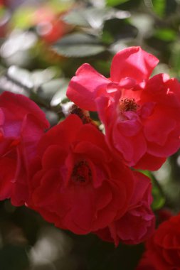 Bahçedeki güzel güller