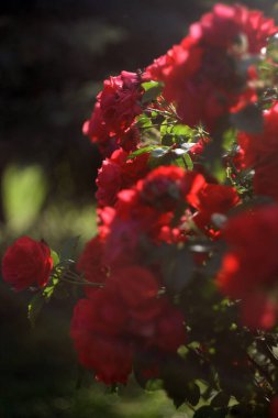 Bahçede kırmızı gül