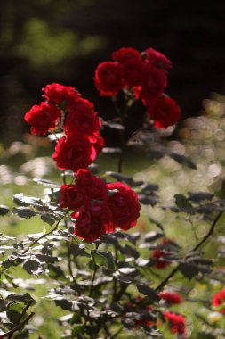 Bahçedeki güzel kırmızı çiçekler