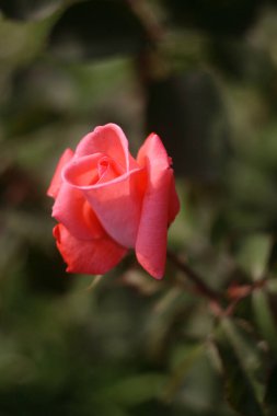 Yaz bahçesinde yeşil arka planda kırmızı gül.