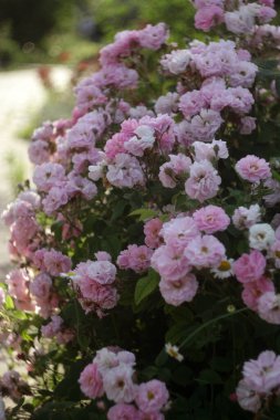 Bahçedeki güzel pembe ortanca