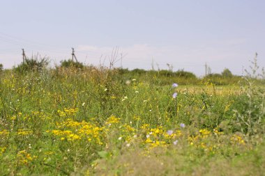 Bahçedeki güzel çiçekler