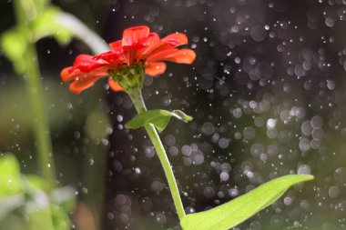 Su damlasıyla yağmurdan sonra güzel kırmızı çiçek.