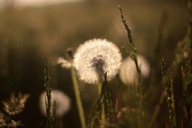 Bahçedeki güzel çiçek