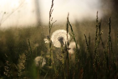 Güzel botanik fotoğrafı, doğal duvar kağıdı.