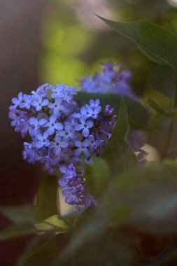 Bir demet mor çiçeğe yakın