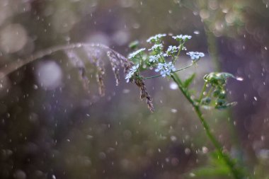 Yaz Saadeti: Şehrin Ötesinde Açan Doğa