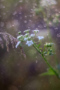 Yaz Saadeti: Şehrin Ötesinde Açan Doğa