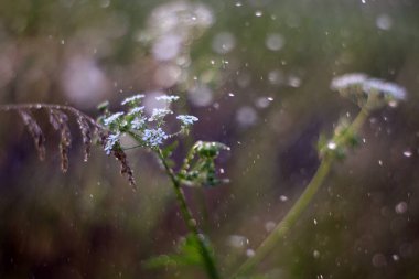 Yaz Saadeti: Şehrin Ötesinde Açan Doğa