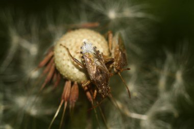 Macro Marvel Çim Bıçaklarının Arasında Gizlenmiş Böcek