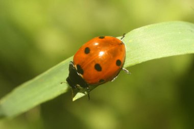 Macro Marvel Çim Bıçaklarının Arasında Gizlenmiş Böcek