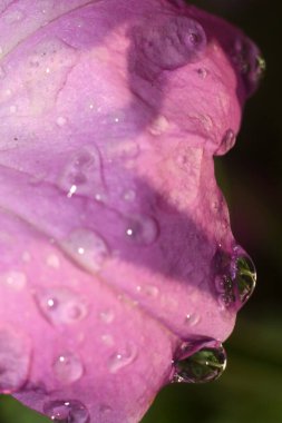 Makro Çiçek Harikaları: Doğanın Özel Güzelliği