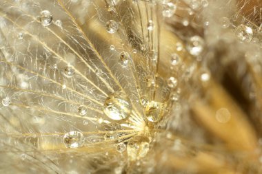 Makro Çiçek Harikaları: Doğanın Özel Güzelliği