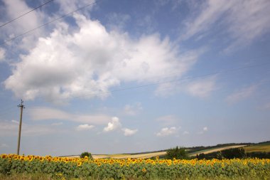 the Summer Bloom: Nature Flourishing Beyond the City clipart