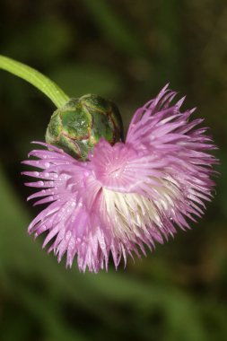 the Summer Bloom: Nature Flourishing Beyond the City clipart