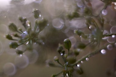 Yaz Çiçeği: Şehrin Ötesinde Doğa Gelişiyor