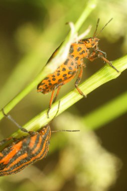 Macro Marvel Çim Bıçaklarının Arasında Gizlenmiş Böcek