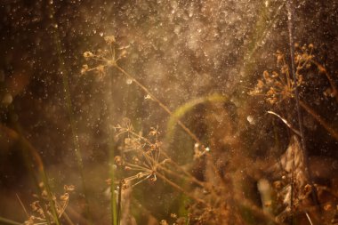 Kapatın çimenleri, güneş parlarken..