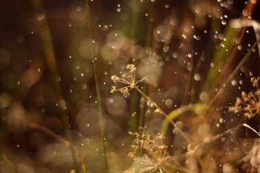 Kapatın çimenleri, güneş parlarken..