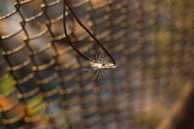 Örümcek ağı çitin üstünde..