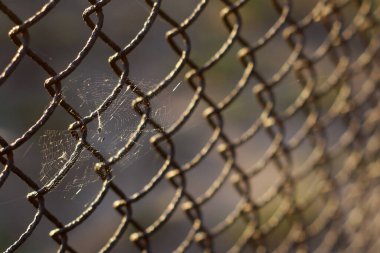 Örümcek ağı çitin üstünde..