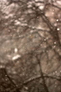 ormanda düşen kar.