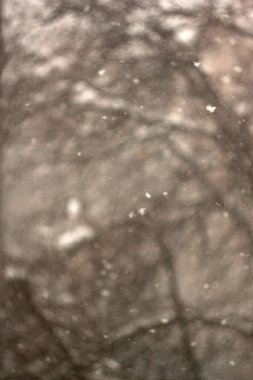 ormanda düşen kar.