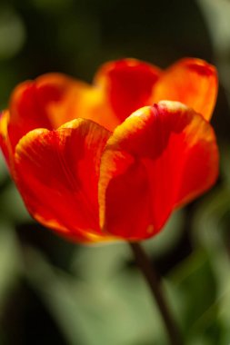 group of red flowers with the word tulips on them. clipart