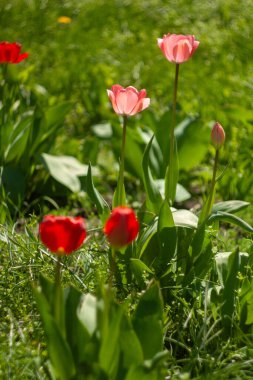 group of red flowers with the word tulips on them. clipart