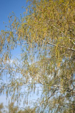 tree with a green and yellow leaves clipart