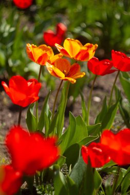 group of red flowers with the word tulips on them. clipart