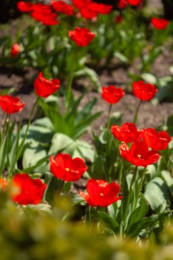 group of red flowers with the word tulips on them. clipart