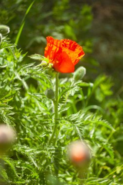 Bahçede açan güzel çiçekler..