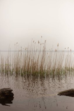 Ormanda, ön planda devrilmiş bir ağaç ve ön planda bir kütük var..