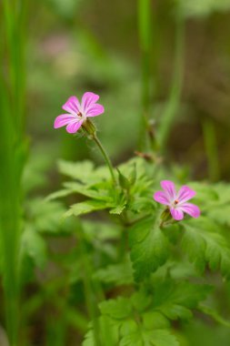 Bir çiçeğe yaklaş ve altında 