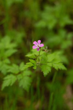 Bir çiçeğe yaklaş ve altında 