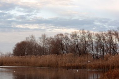 Alacakaranlıkta bir gölde sazlıklar