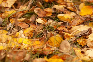 Sonbahar yaprakları yerde.