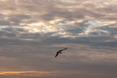 Martı denizde uçuyor.
