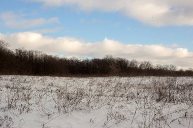 Ormanın arka planında kış karı ve mavi gökyüzü