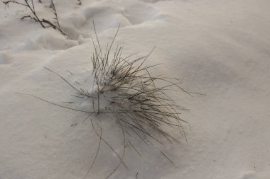 Sibirya 'da kış manzarası. Sibirya