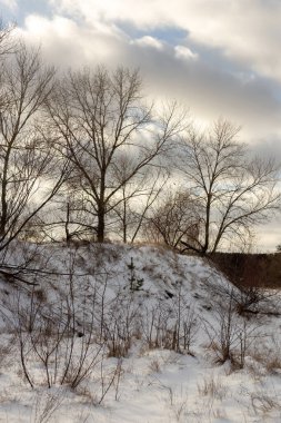 Kış Ormanında Karla Kaplanmış Ağaçlar