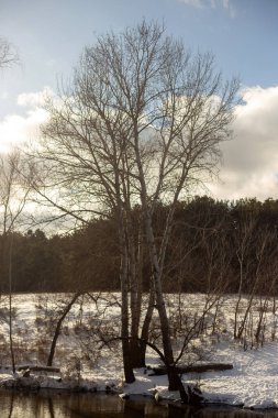 Ormandaki ağaçlarla birlikte donmuş göl