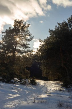 Karla kaplı ağaçlarla kaplı güzel kış manzarası