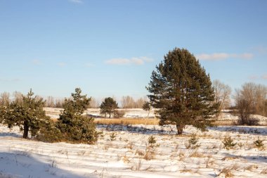 Kar ve ağaçlarla kaplı kış manzarası
